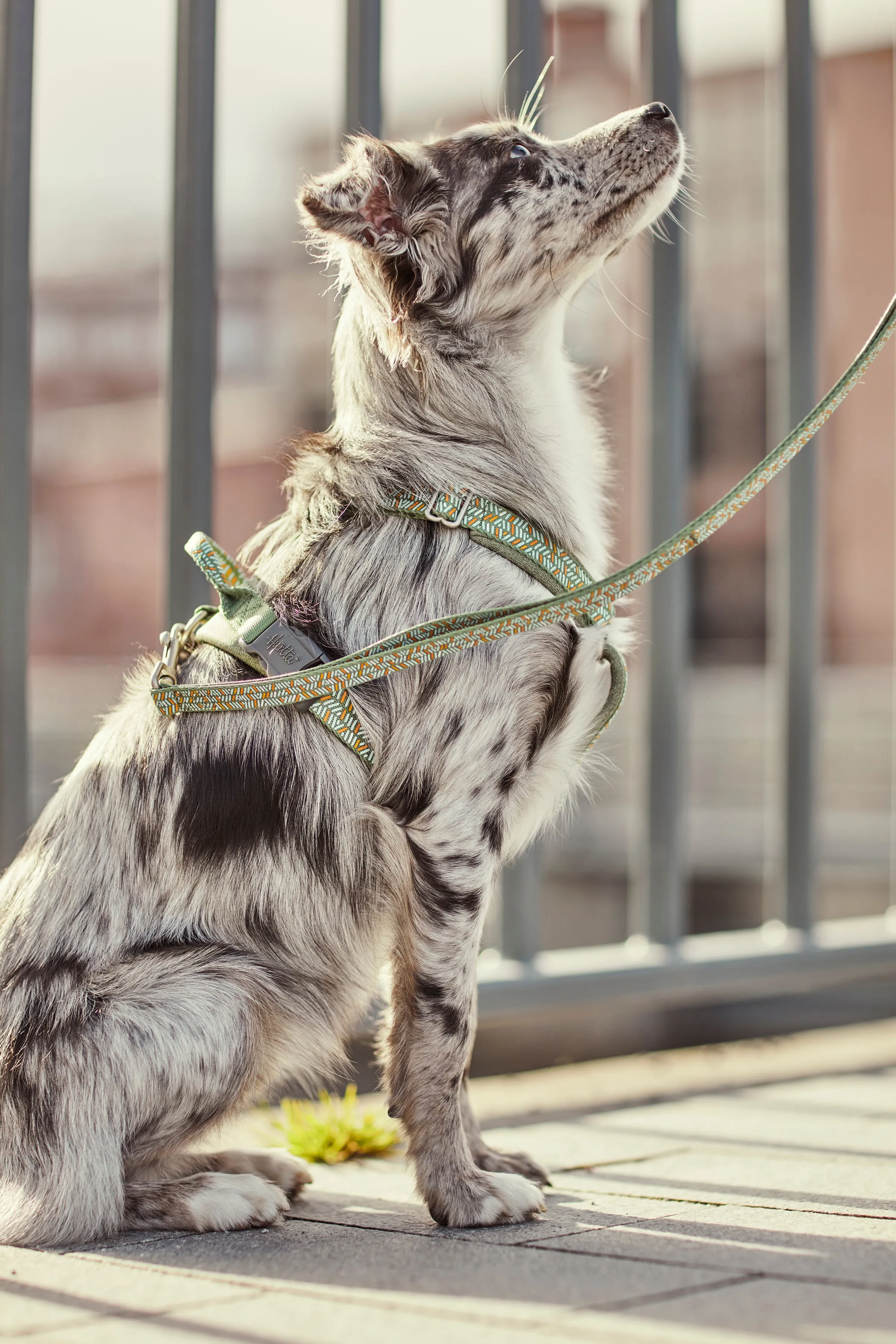 Hurtta Dog Y-Harness: Razzle Dazzle, Hedge