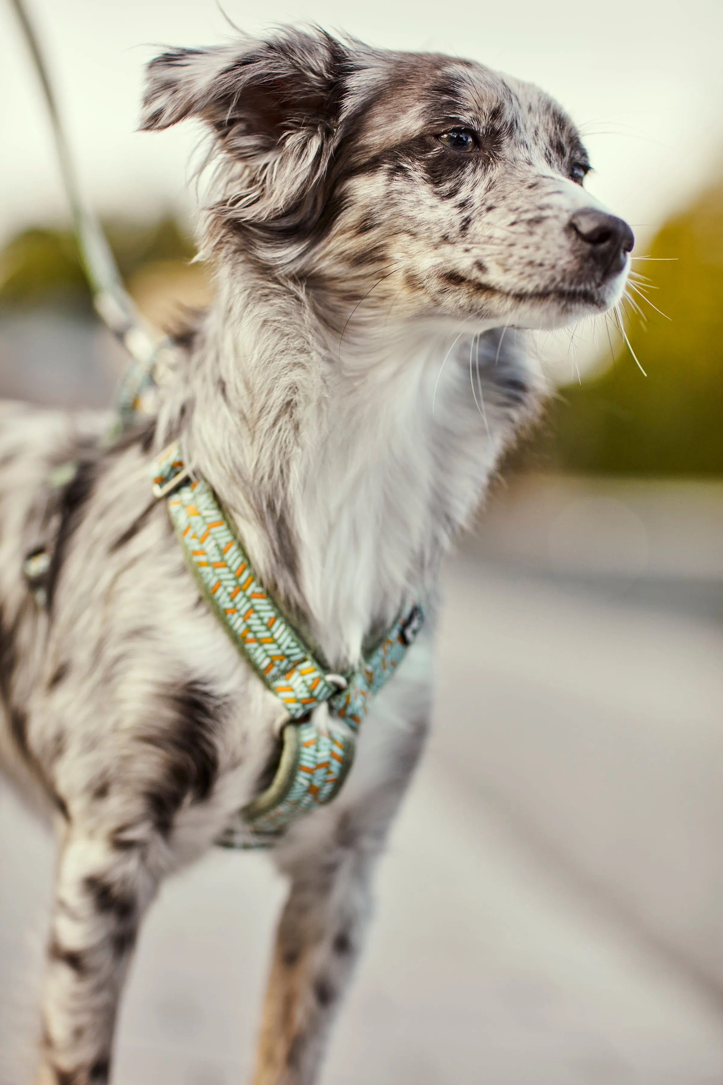 Hurtta Dog Y-Harness: Razzle Dazzle, Hedge